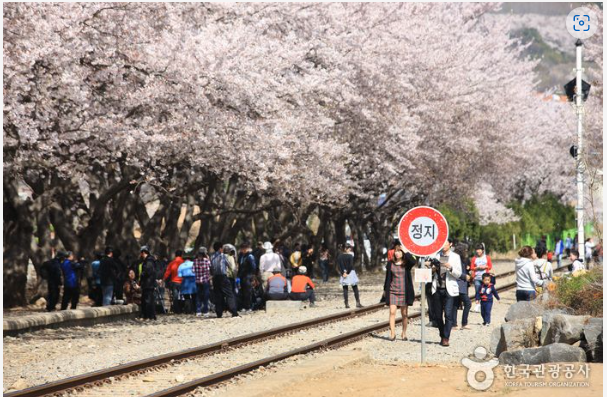 진해 경화역 찍은 사진