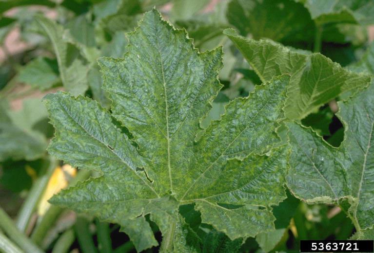 코모바이러스에 감염된 호박잎