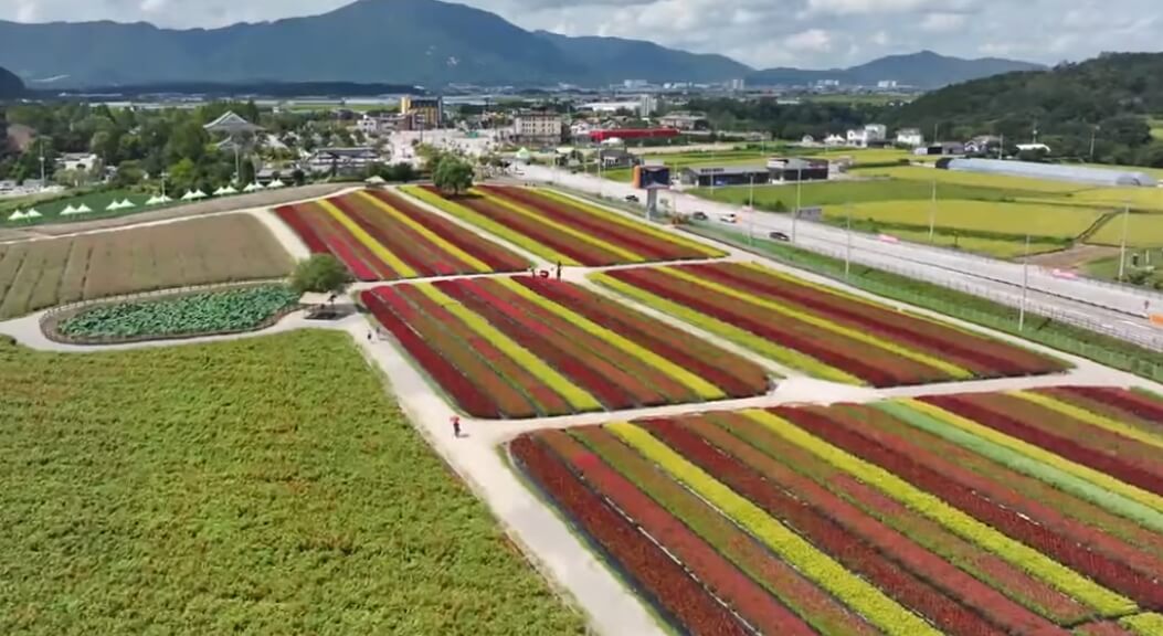 카메라로 담은 철원 꽃밭 풍경