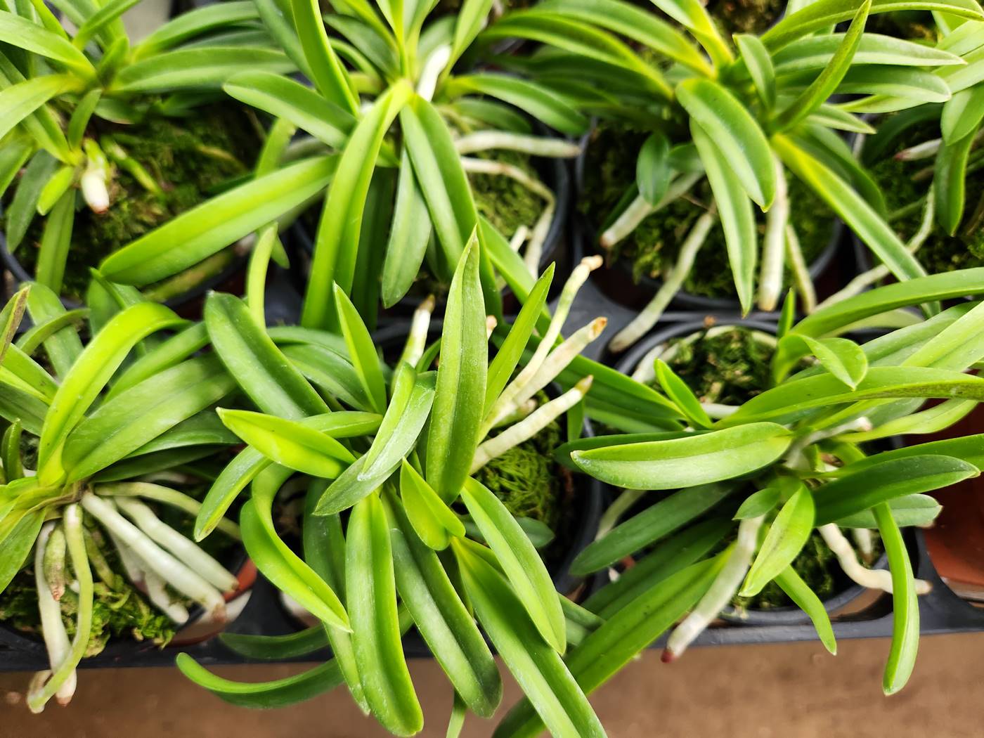 풍란 Wind orchid