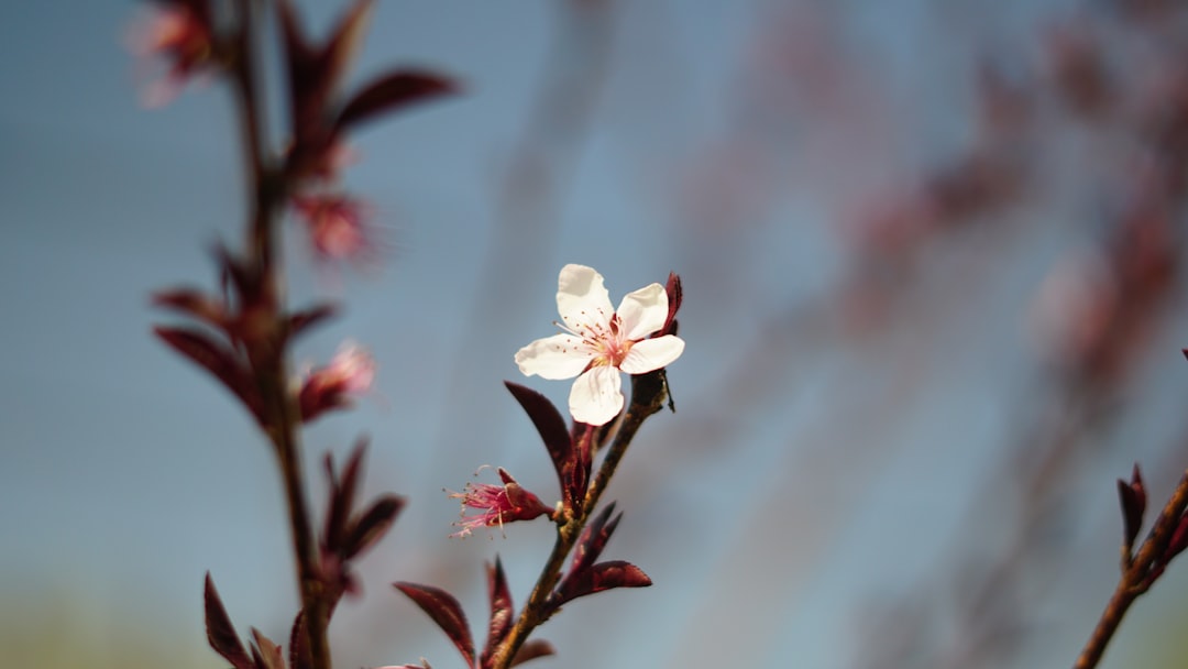 Plum Blossom