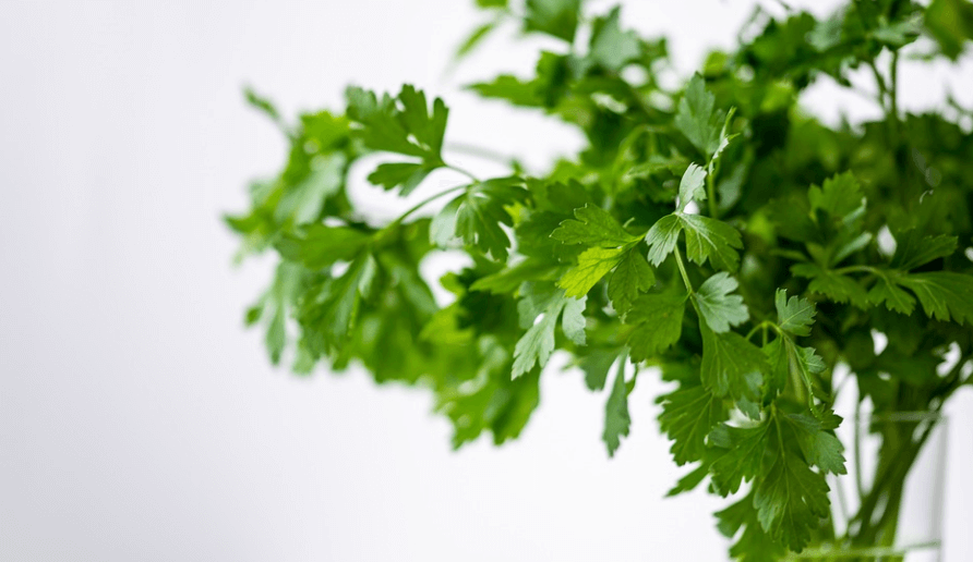 파슬리 효능 - 22
