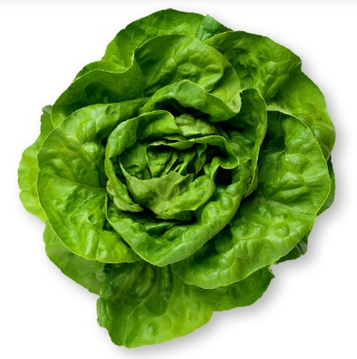 버터헤드 상추 효능 및 먹는법, 맛 / 보관법(냉장, 냉동), 수경재배 방법