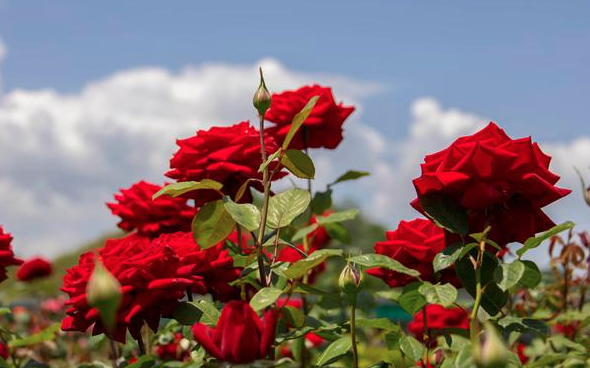 2025 삼척 장미공원 장미꽃 축제