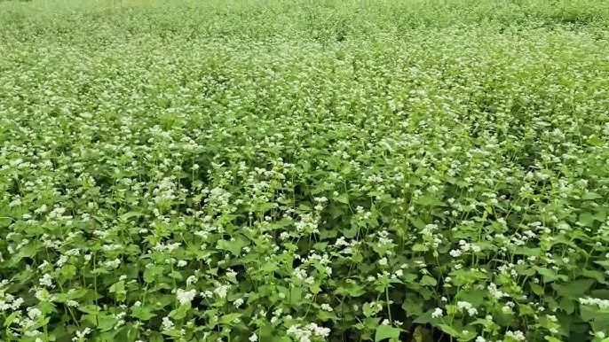 메밀 재배 파종 적기 배수 관리 비료 절감 요령_4