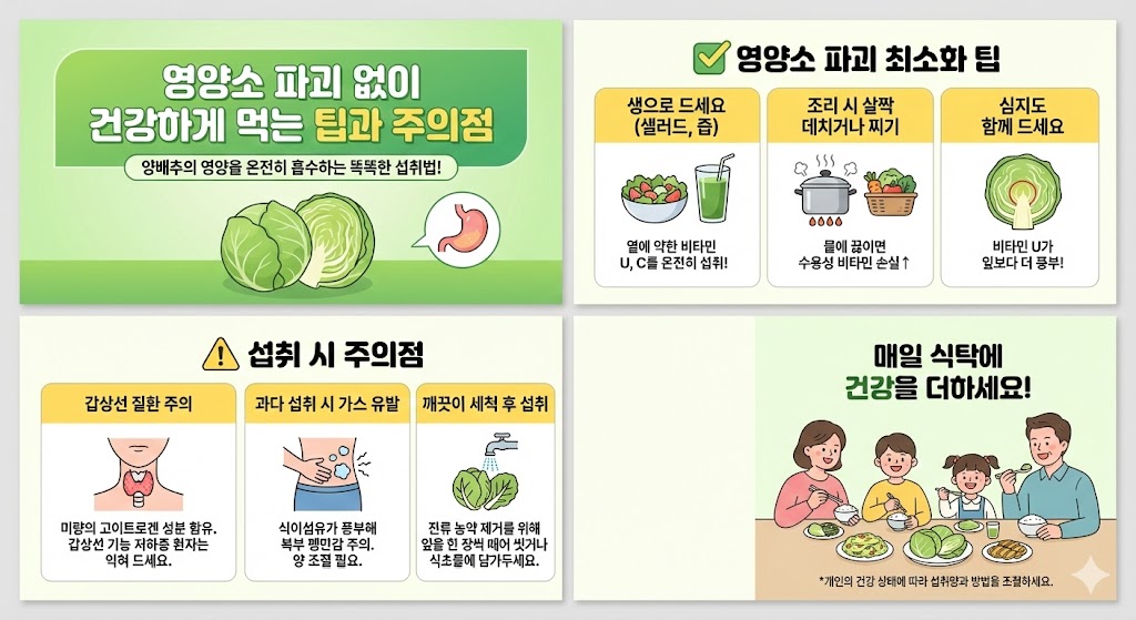 양배추 효능
