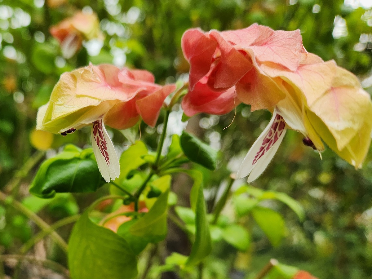 새우풀(붉은새우초)