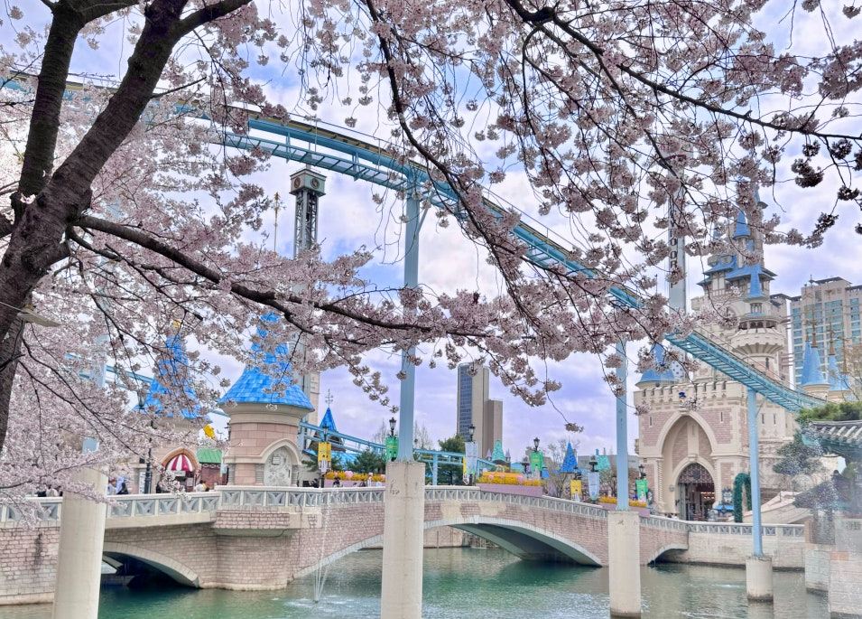 석촌호수 벚꽃1