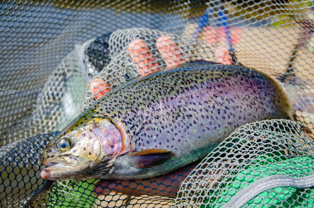 Trout