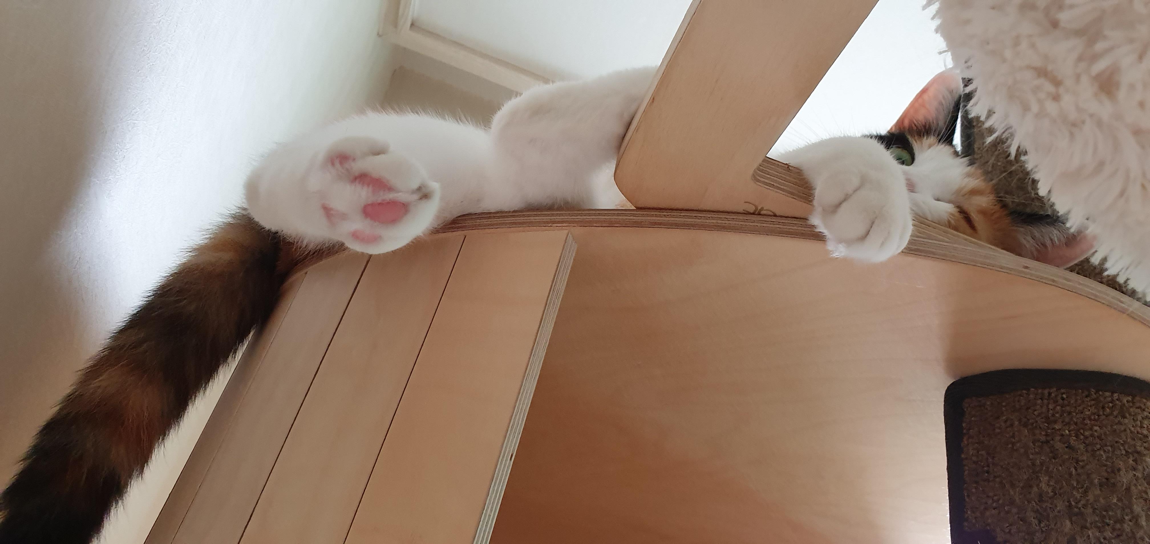 내가 개인적으로 좋아하는 우리집고양이들 사진과 영상.