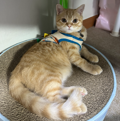 고양이의 눈빛과 컨디션을 확인하는 데 참고할 수 있는 정면 사진