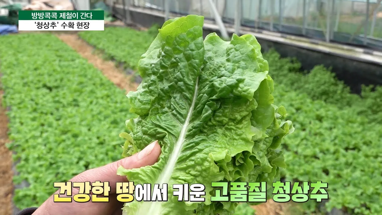 청상추 재배 모종 선택 잎 수확 습도 관리_4