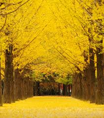 남이섬 입장권 할인