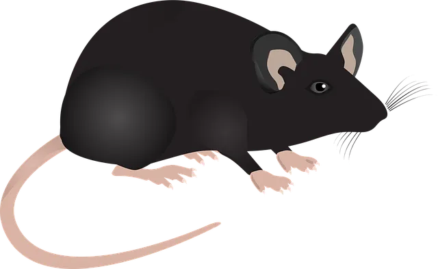 2025년 쥐띠 연애운