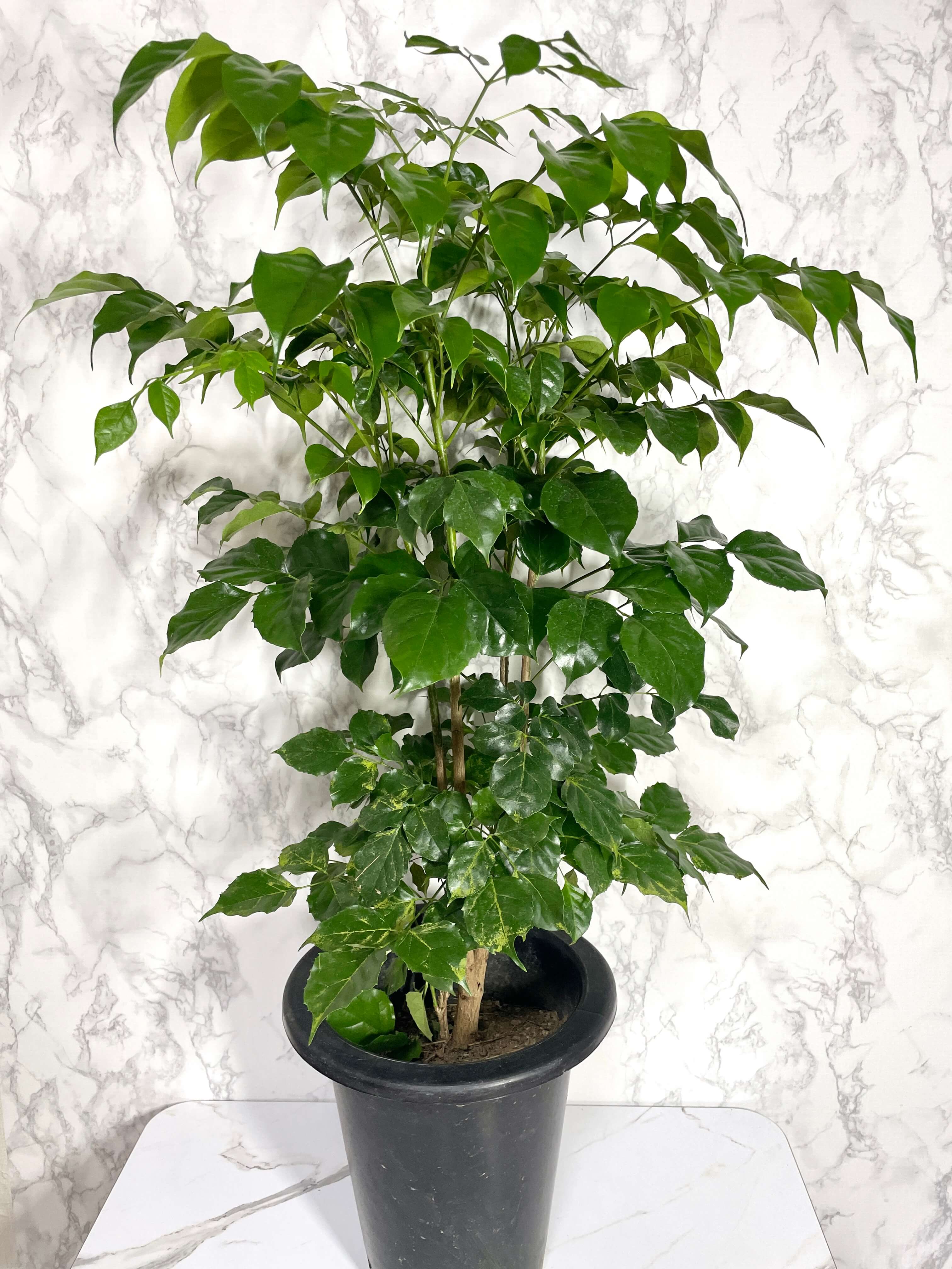 녹보수 키우는법