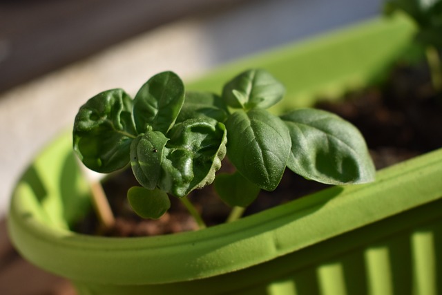 주택활용업 농업 장점: 건강한 식재료 확보