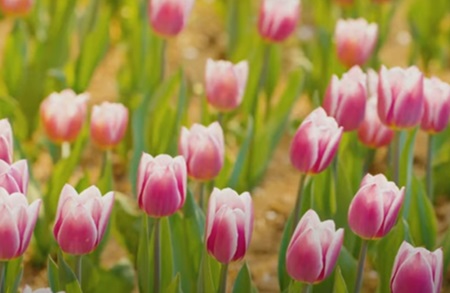 서울 근교 당일치기 봄 여행지 알아보기