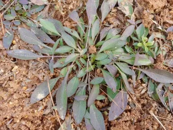 씀바귀 무침 김치 담그는법 레시피_15