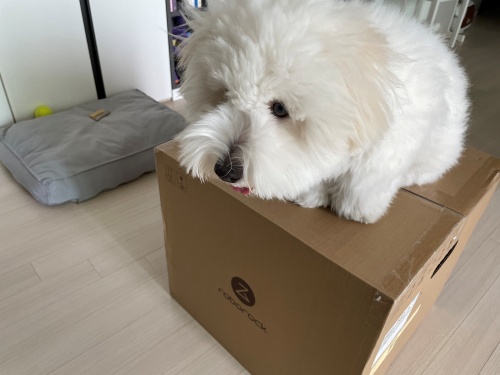 강아지와 함께 로보락S8 Pro 울트라 언박싱
