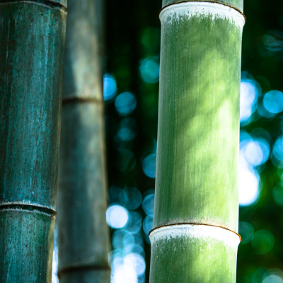 사철푸른대나무