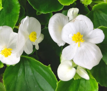 겨울 꽃 베고니아