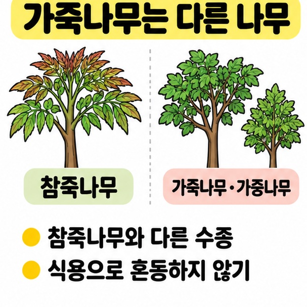 참죽나무와 별개의 가죽나무를 서로 다른 나무로 나누고 식용 여부를 주의시키는 카드