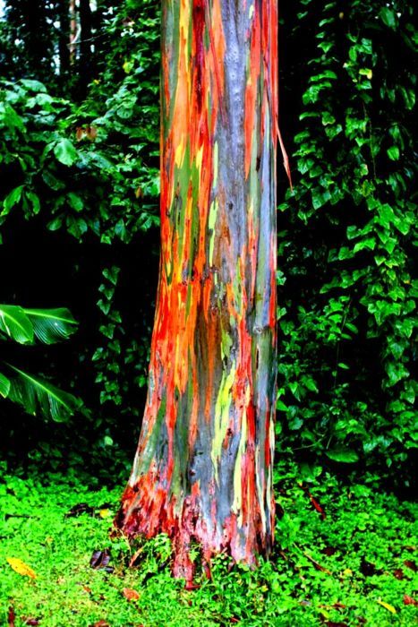 레인보우 유칼립투스