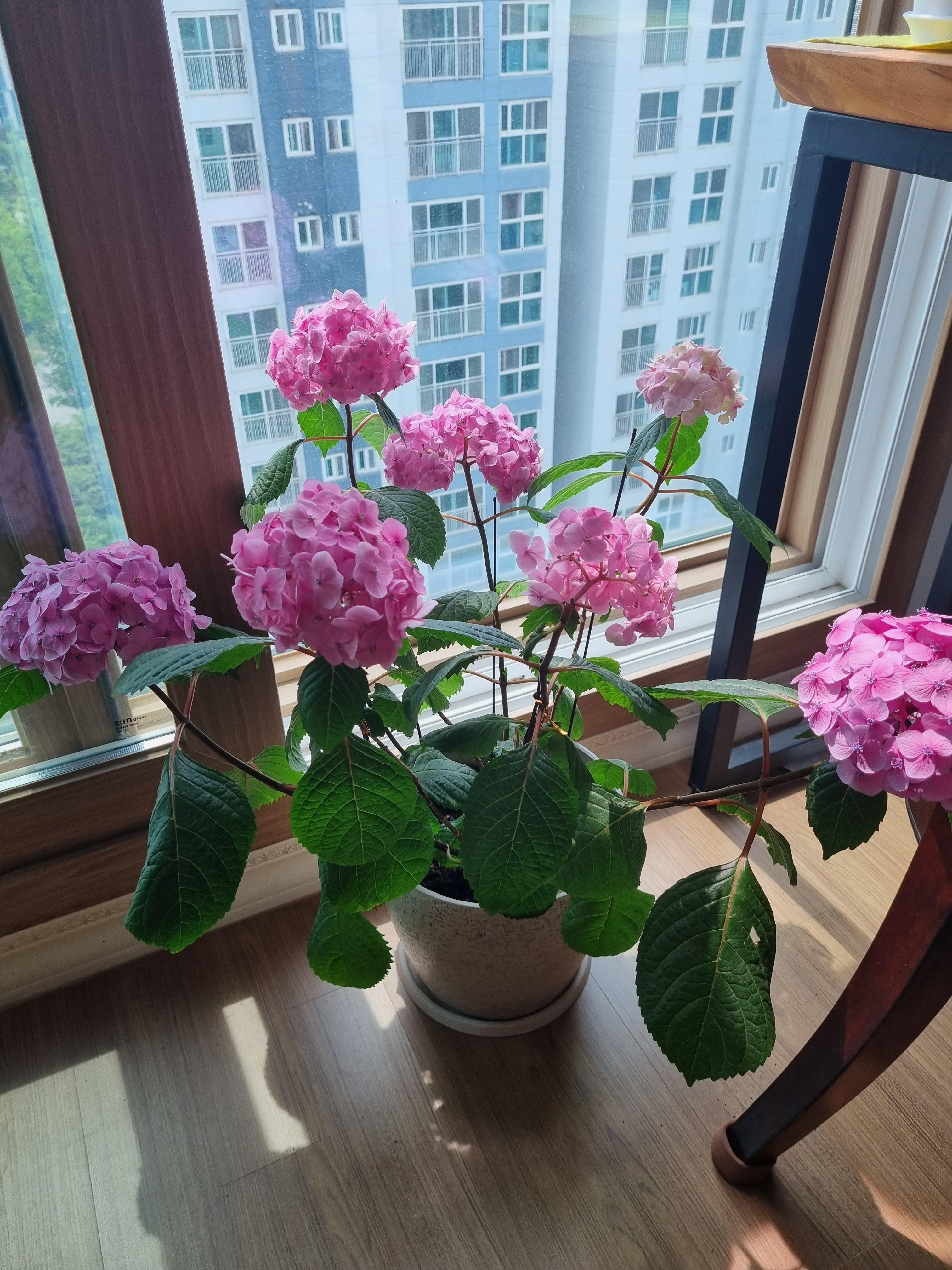 만개한 분홍색 수국 꽃들