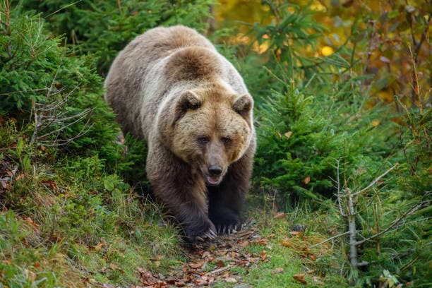 야생 동물로부터 자신을 보호하는 법