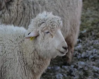대관령 눈꽃축제_19