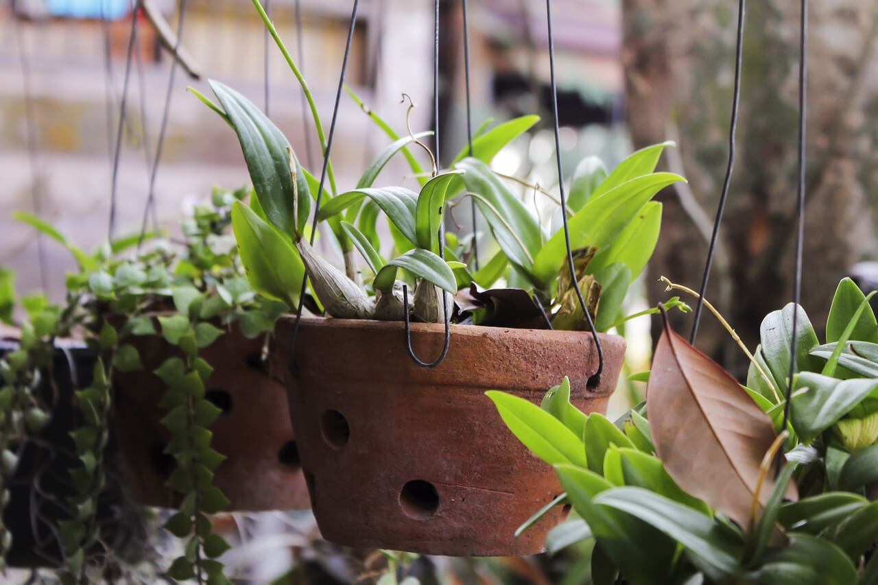 반려식물에게서 곰팡이가 생겨요