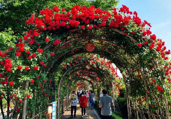 서울 중랑 장미공원