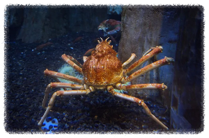 두바이 아쿠아리움 &amp; 언더워터 주