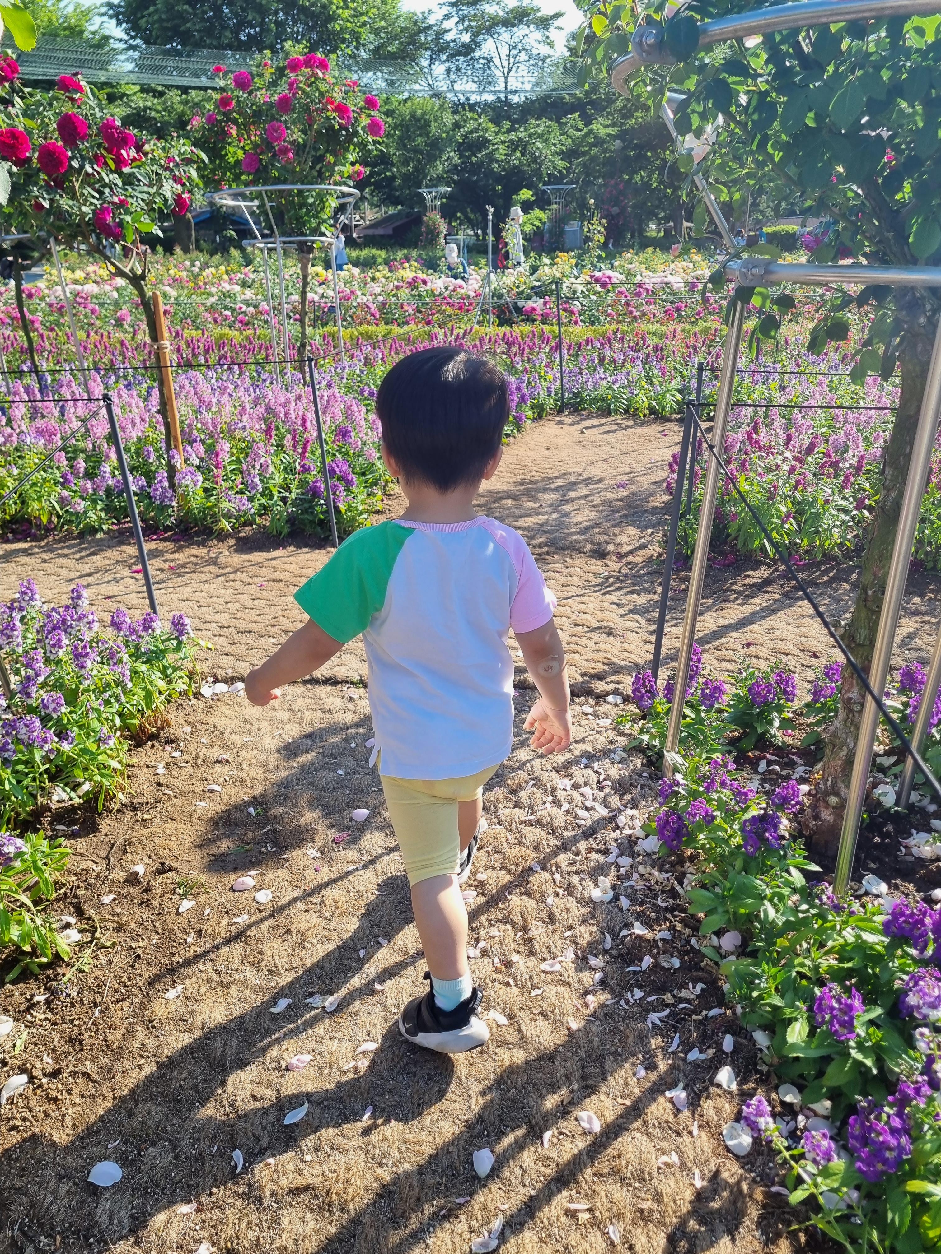 서울대공원 장미원 축제