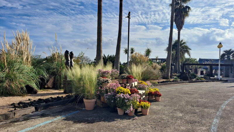 제주여행_여미지식물원