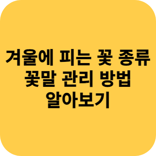 겨울에 피는 꽃 종류 꽃말 관리 방법
