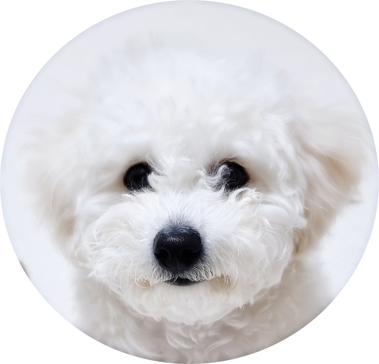 비숑 강아지 얼굴