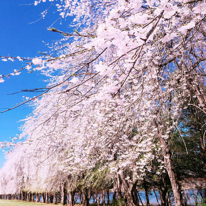 봄 시즌 데이트 추천 장소 TOP5|서울숲, 양재천, 석촌호수, 북한산둘레길, 남이섬
