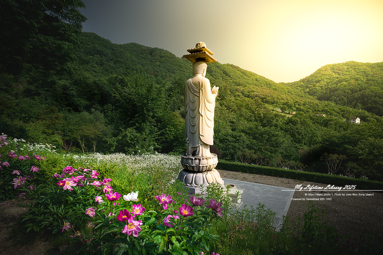 #꽃 #여름 #사찰 #괴산 #불상 #샤스타데이지 #불교