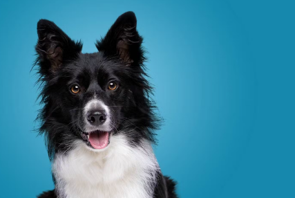 쳐다보는 강아지