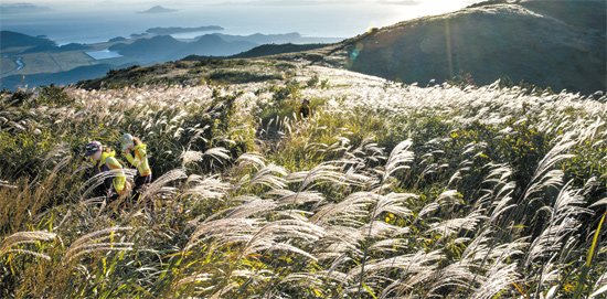 천관산 연대봉 억새