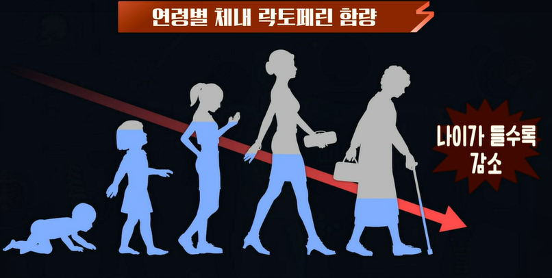 락토페린