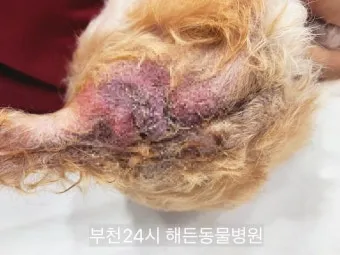강아지 항문낭 안전하게 짜는 방법과 관리 요령_15