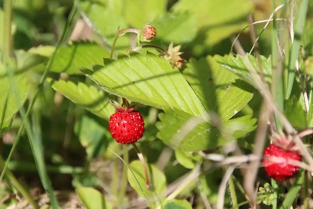 wild-strawberry-2390313_640