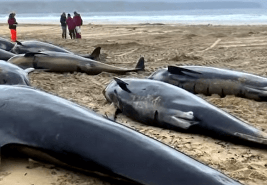 들쇠고래 집단 폐사 현장
