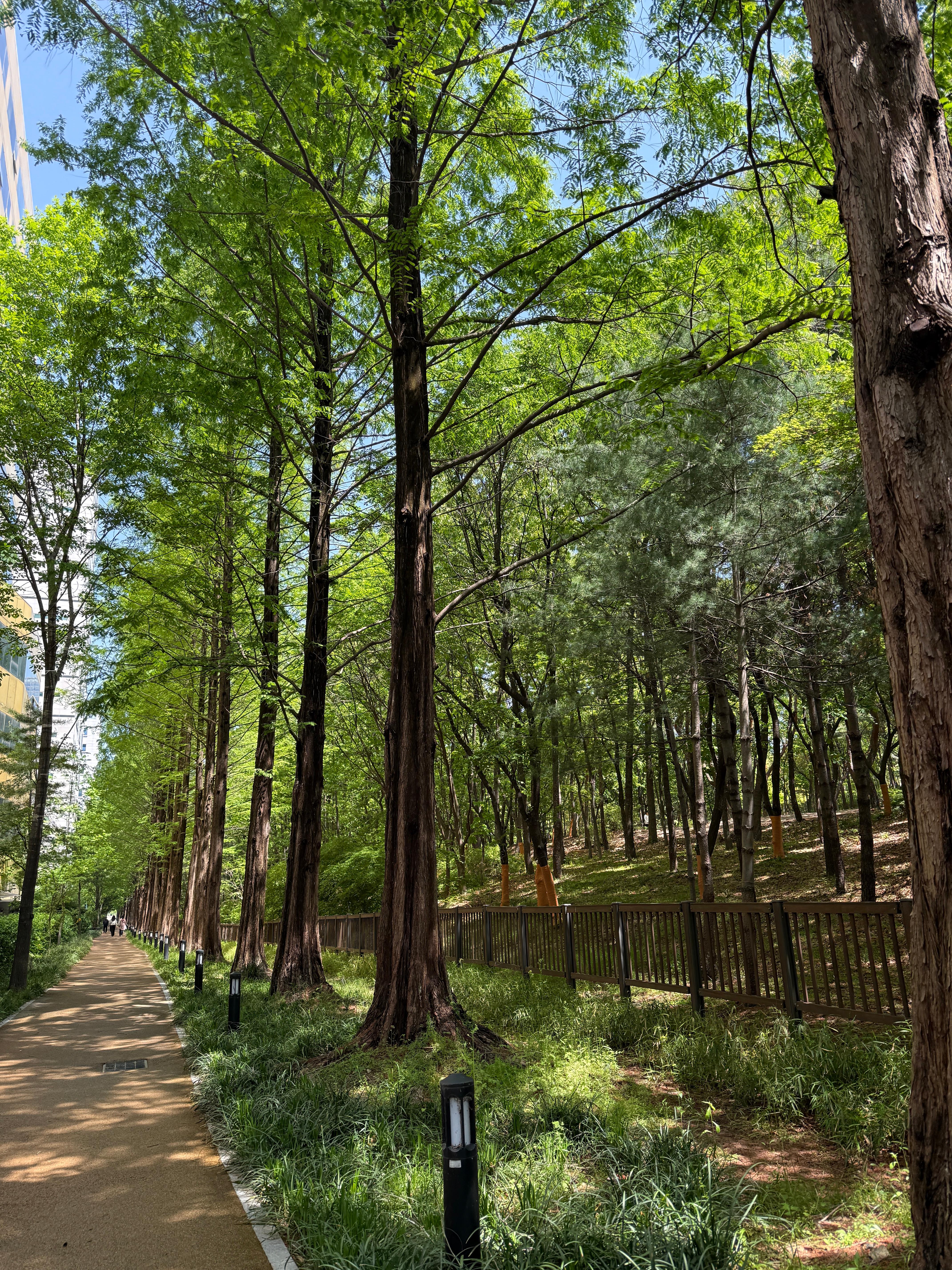 대전 성심당 샌드위치정거장 후기🥪 애플브리치즈 원픽! 한밭수목원 피크닉까지 완벽 코스