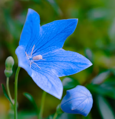 도라지 효능 부작용 고르는법 먹는법 꽃 총정리