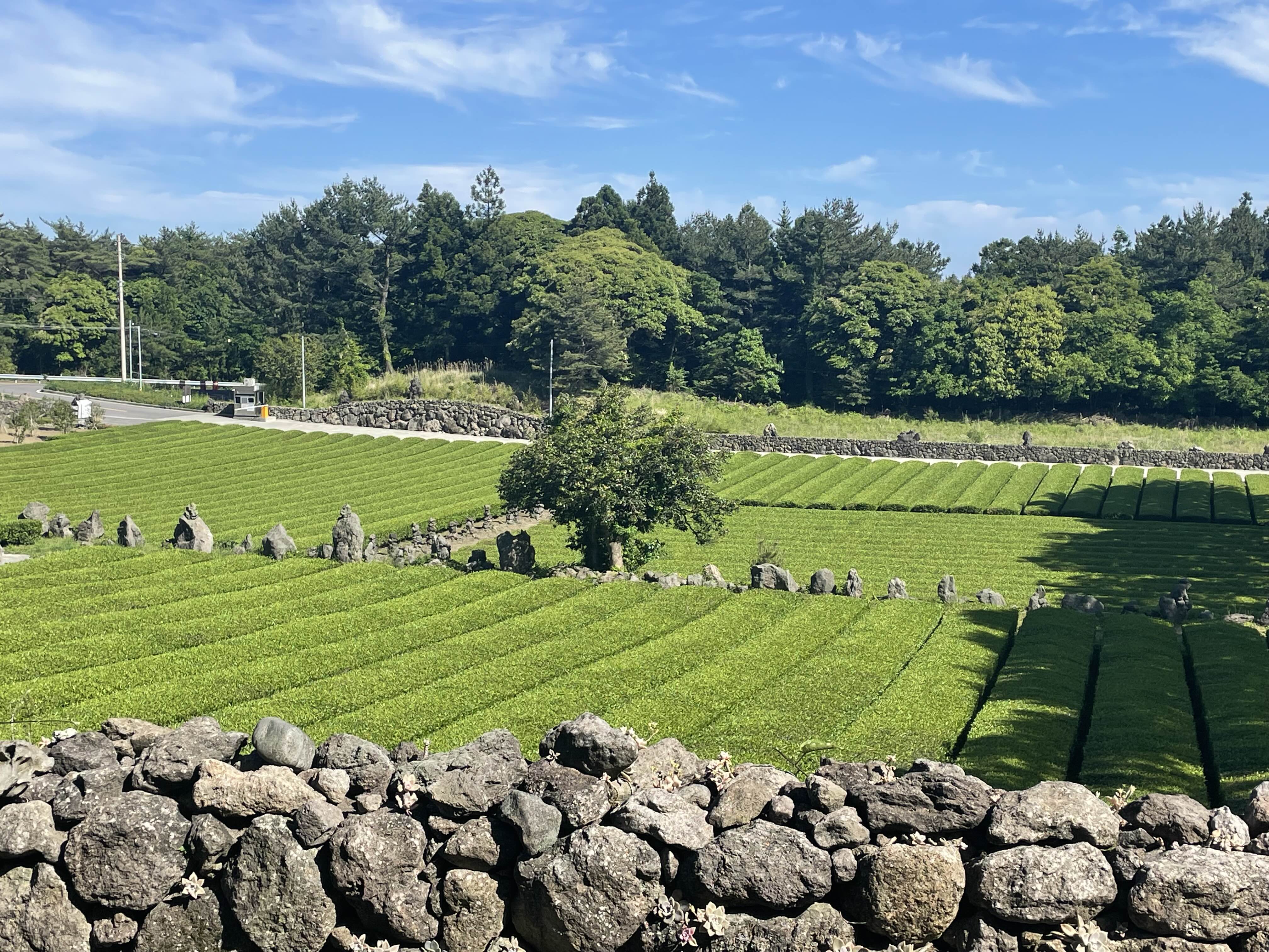 서귀다원 전경 사진