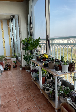 식물을 키우기 시작한 이유