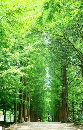 남이섬 여행 코스 배시간 산책루트 가평 카페까지 알찬 당일치기_12